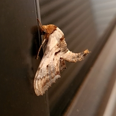 Imber tropicus