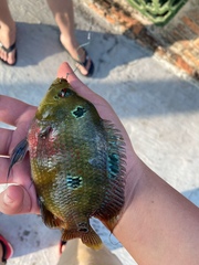 Amphilophus labiatus × cichlasoma trimaculatum