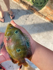 Amphilophus labiatus × cichlasoma trimaculatum