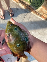 Amphilophus labiatus × cichlasoma trimaculatum