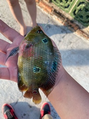 Amphilophus labiatus × cichlasoma trimaculatum