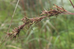 Cymbopogon nardus