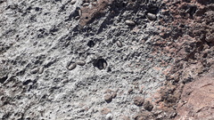 Sypharochiton