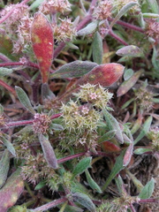 Chorizanthe cuspidata cuspidata