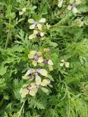 Enarthrocarpus strangulatus