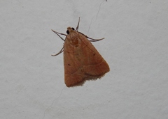 Plecopterodes moderata