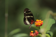 Heliconius hewitsoni