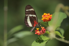 Heliconius hewitsoni
