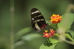 Heliconius hewitsoni