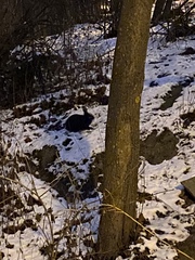 Oryctolagus cuniculus