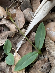 Chiloglottis diphylla