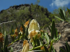 Justicia hyssopifolia image