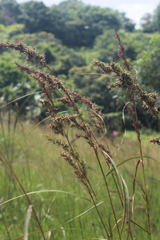Cymbopogon nardus