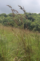 Cymbopogon nardus