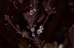 Spirorbis corallinae image
