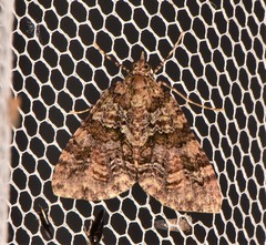 Polyclysta hypogrammata