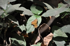 Bebearia sophus sophus