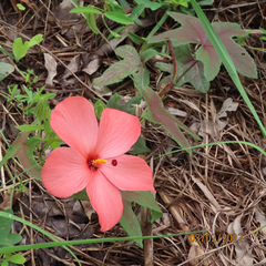 Abelmoschus moschatus tuberosus