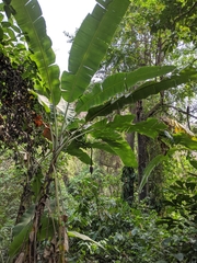 Musa × paradisiaca