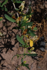 Justicia hyssopifolia image