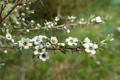 Leptospermum myrtifolium