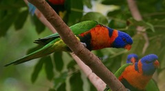 Red-Collared Lorikeet photo 3