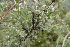 Leptospermum myrtifolium