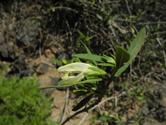 Justicia hyssopifolia image