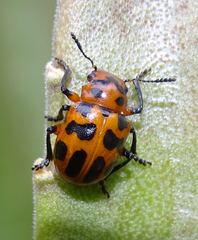 Euryope terminalis