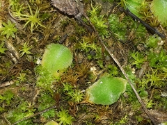 Riccia gougetiana