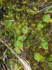 Riccia gougetiana