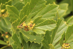 Rhoicissus tridentata