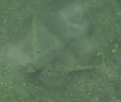 Dactylopterus volitans