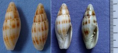 Nebularia inquinata