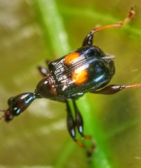 Centrocorynus biguttatus
