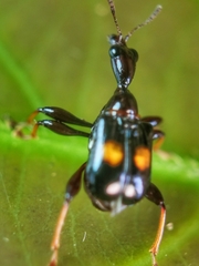 Centrocorynus biguttatus