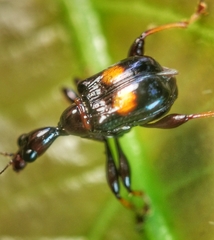 Centrocorynus biguttatus