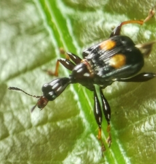 Centrocorynus biguttatus