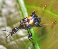 Centrocorynus biguttatus