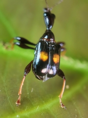 Centrocorynus biguttatus