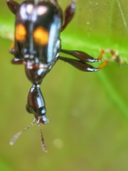 Centrocorynus biguttatus