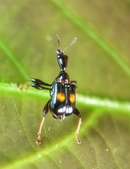 Centrocorynus biguttatus