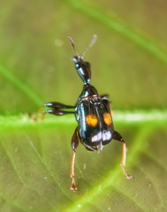 Centrocorynus biguttatus
