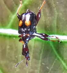 Centrocorynus biguttatus