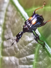 Centrocorynus biguttatus