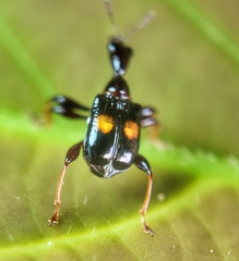 Centrocorynus biguttatus