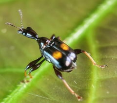 Centrocorynus biguttatus