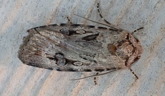 Agrotis munda