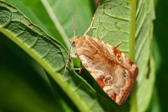 Cryptocala chardinyi