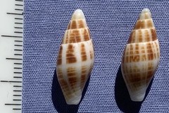 Nebularia inquinata